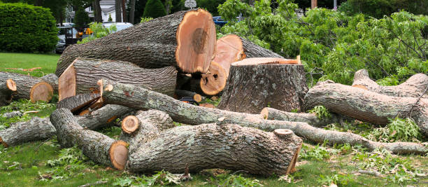 Best Arborist Consultation Services  in Hopkinsville, KY